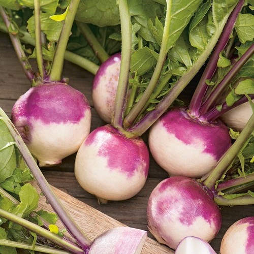Vegetable turnip milan - -,