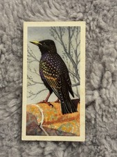 Brooke Bond Bird Portraits & Co # 4 Starling