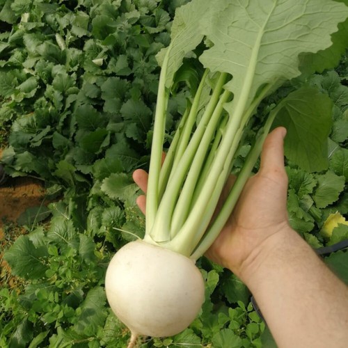 Turnip silky sweet f1 1x - 'silky,