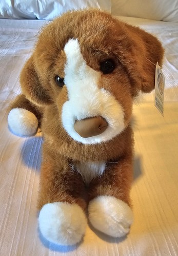 Douglas duck tolling retriever - duck,