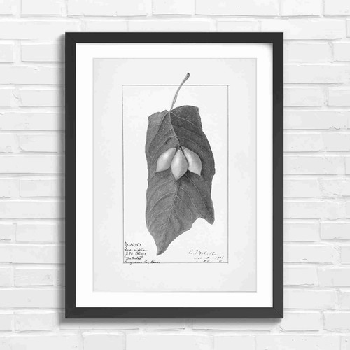 Vintage botanical leaf - leaf, and