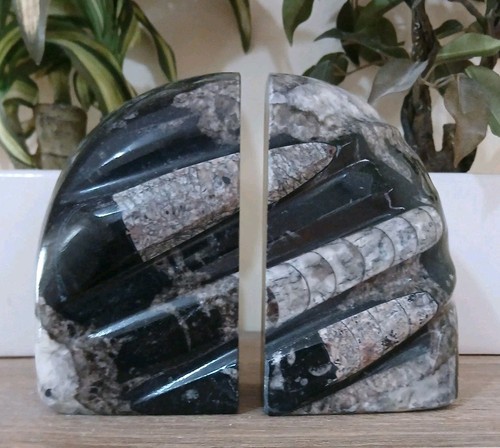 Heavy black marble orthoceras