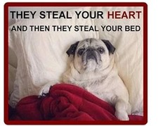 Funny Pug  dog refrigerator