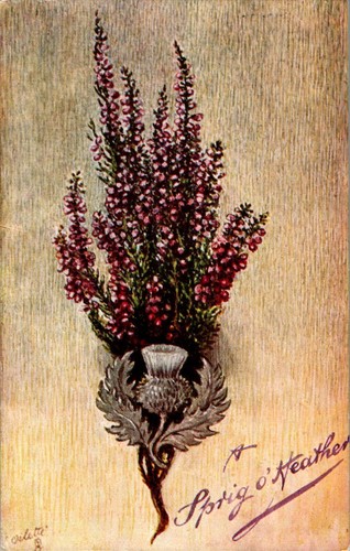 Sprig heather tuck s - a,