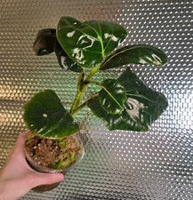 Piper magnificum very rare