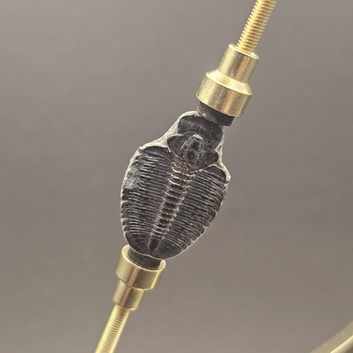 Genuine trilobite fossil - fossil, |