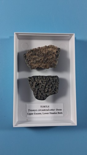 Fossilised turtle shell - turtle,