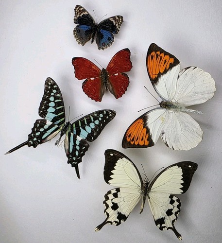 Real butterfly collection - butterfly,