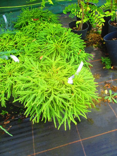 Japanese spiral cedar - japanese,