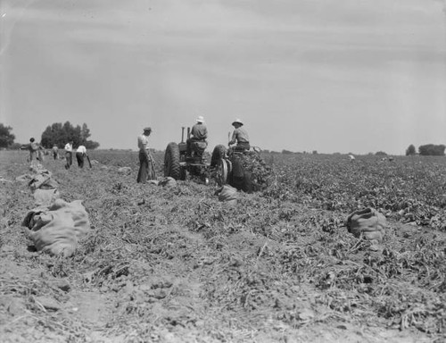 Mechanical potato digger - , in