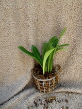 Rare Dracula ligiae orchid