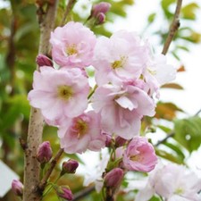 Prunus 'Amanogawa' | Japanese Flowering Cherry | Ornamental Garden Tree | 5-6ft