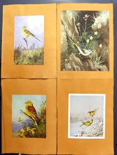 Antique Old Print Grey Wagtail