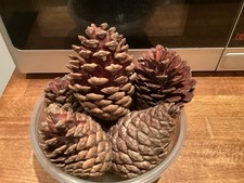 LARGE. Loblolly Pine Cones x 6