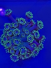  Goniopora Coral wysiwyg 