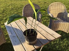  Aspidistra - Nice Healthy