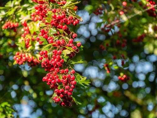 Hawthorn tree cratageus - hawthorn, tree,cratageus