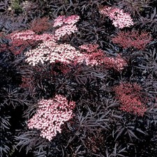 Elderberry 'Black Lace' 4L Plant. An upright dramatic Black Elder.
