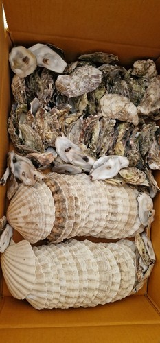 Oyster shells and scallop - oyster,