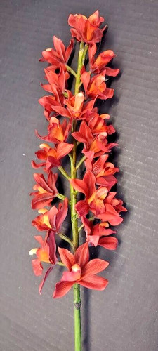 Artificial cymbidium orchid - artificial,