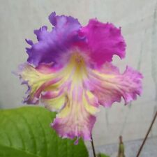 Streptocarpus PK-Sunny
