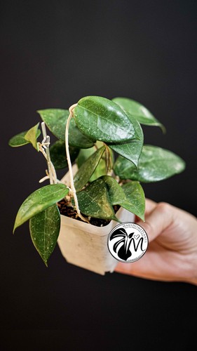 Hoya parasitica black edge - black,