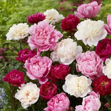 3 Peony Mix Selection