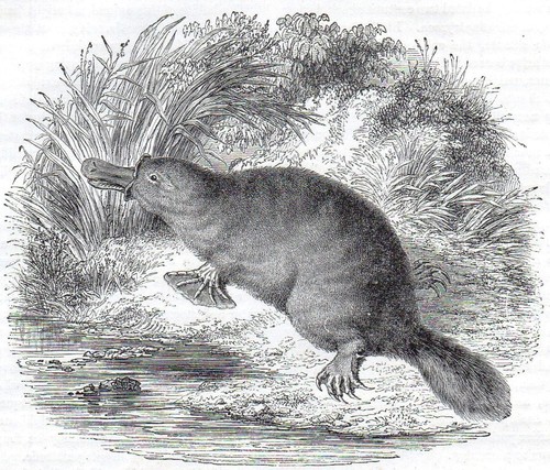 Duck billed platypus spiny - platypus,