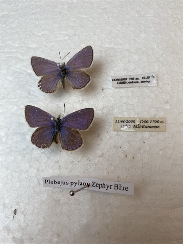 Rare zephyr blue butterfly - rare,