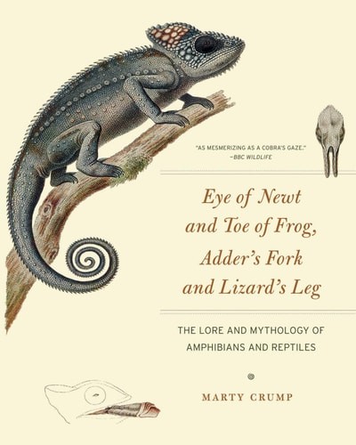 Eye newt and toe - eye, of