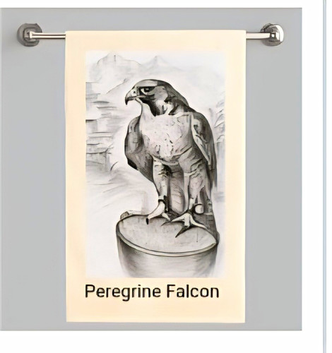 Pencil drawing peregrine - pencil, of