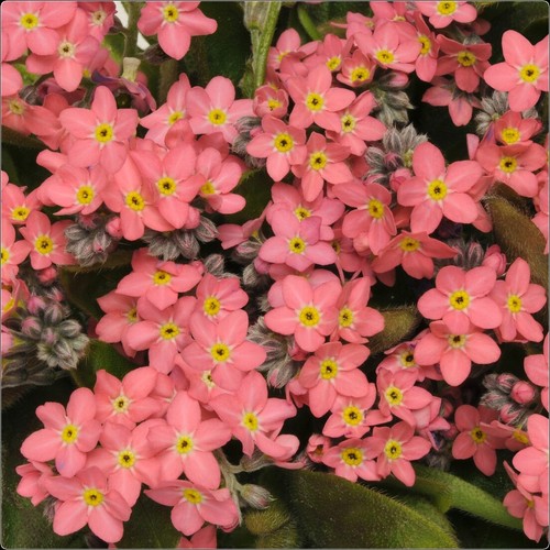 Myosotis sylvatica sylvia - sylvatica, rose