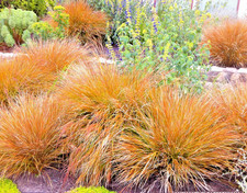 Stipa Arundinacea Pheasant's