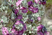 Texas ‘Greencloud’ Sage