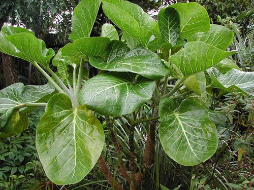 Dendroseris litoralis cabbage - litoralis.,