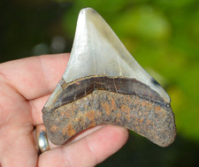LOVELY 3.6"   MEGALODON SHARK TOOTH!  NATURAL...BEST VALUE MEGS ! Javan tooth