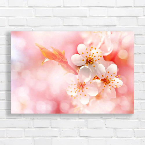 Cherry blossom branch stunning - cherry,