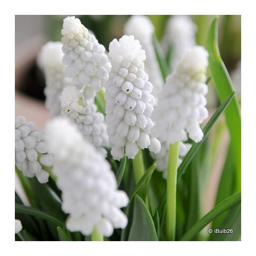 Muscari siberian tiger bulbs - muscari,