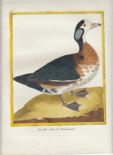 Hand colored martinet histoire - hand,