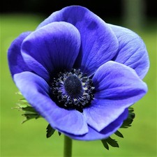Anemone Blue Poppy 20 Plant