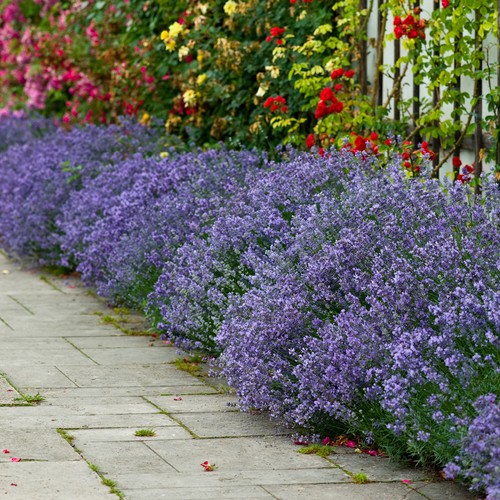 Lavender hidcote hedging - lavender,