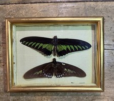 Vintage Framed Butterfly Specimens Pair – Trogonoptera Brookiana Pair