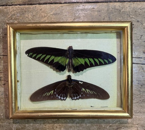 Vintage framed butterfly - vintage,
