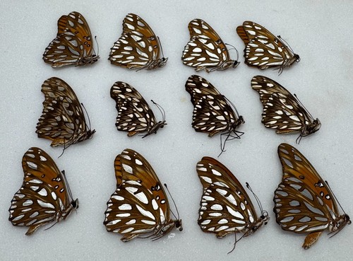 Real butterfly specimens x12 - butterfly,