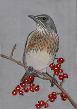 Original colour pencil artwork picture Fieldfare thrush bird on Rowan berry twig