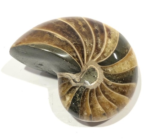 Quality fossil nautilus nicely - quality,
