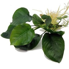 Anubias Barteri Large Live Aquarium Plants Aquascaping Tank K2AQUA
