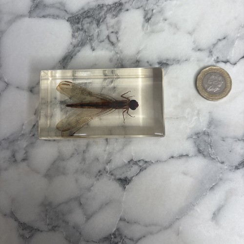 National geographic bugs - national,