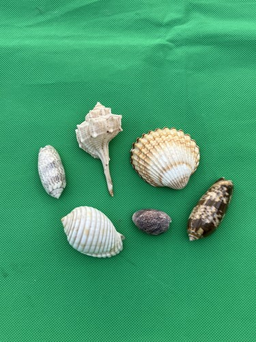Small shell bubble snail - -,