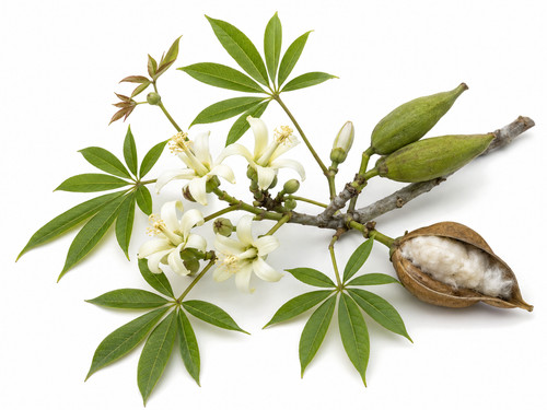 Ceiba pentandra seeds kapok - ceiba,